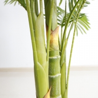 PALM TREE NP5506_180_22 ΥΨΟΣ 180cm NewPlan PALM TREE NP5506_180_22 ΥΨΟΣ 180cm NewPlan