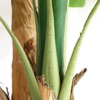 BANANA TREE NP708_220 ΥΨΟΣ 220cm NewPlan BANANA TREE NP708_220 ΥΨΟΣ 220cm NewPlan