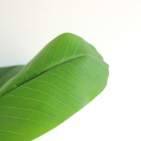 BANANA TREE NP708_220 ΥΨΟΣ 220cm NewPlan BANANA TREE NP708_220 ΥΨΟΣ 220cm NewPlan