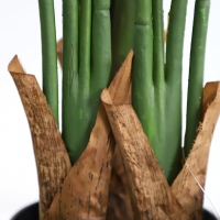BIRD OF PARADISE NP717_160 ΥΨΟΣ 160cm NewPlan BIRD OF PARADISE NP717_160 ΥΨΟΣ 160cm NewPlan