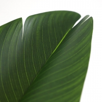 BIRD OF PARADISE NP717_160 ΥΨΟΣ 160cm NewPlan BIRD OF PARADISE NP717_160 ΥΨΟΣ 160cm NewPlan