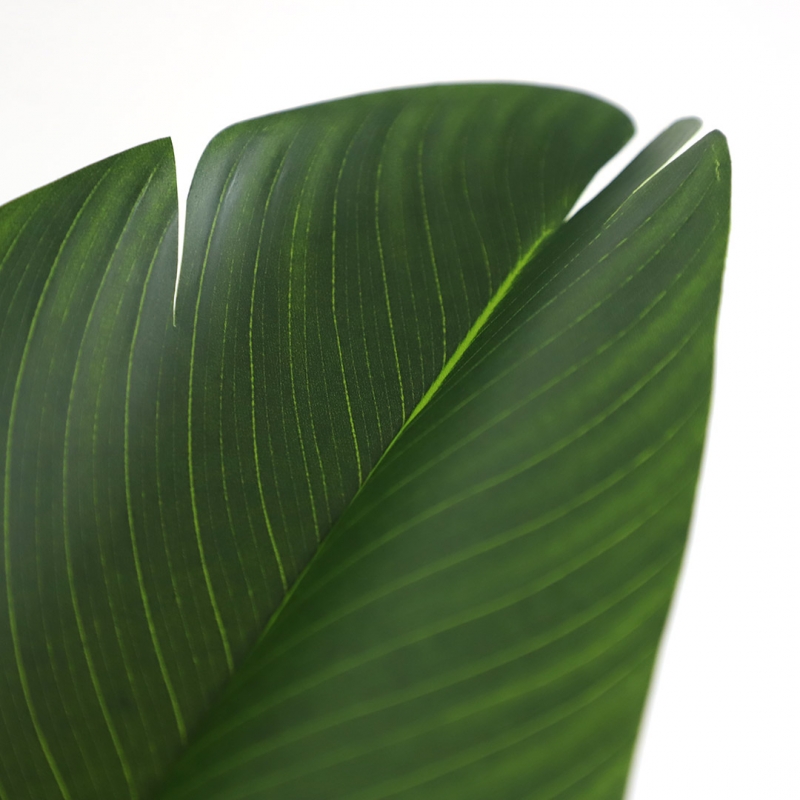 BIRD OF PARADISE NP717_160 ΥΨΟΣ 160cm NewPlan BIRD OF PARADISE NP717_160 ΥΨΟΣ 160cm NewPlan