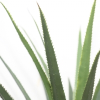 AGAVE TREE NP802_160 ΥΨΟΣ 160cm NewPlan AGAVE TREE NP802_160 ΥΨΟΣ 160cm NewPlan