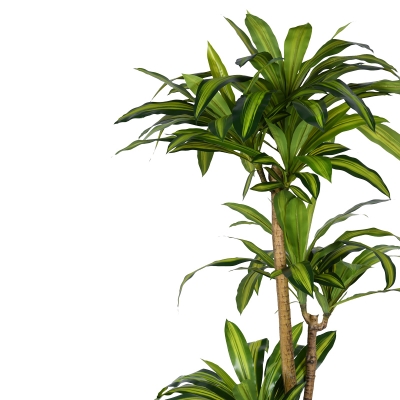 Διακοσμητικό φυτό Dracaena I σε γλάστρα Inart  πράσινο pp Υ170εκ Διακοσμητικό φυτό Dracaena I σε γλάστρα Inart  πράσινο pp Υ170εκ