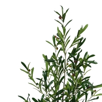Διακοσμητικό φυτό Olive tree σε γλάστρα Inart πράσινο pp Υ120εκ Διακοσμητικό φυτό Olive tree σε γλάστρα Inart πράσινο pp Υ120εκ