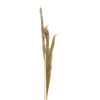 Διακοσμητικό φυτό pampas Beroun Inart σετ των 3τεμ σε φυσική απόχρωση Υ140εκ