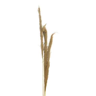 Διακοσμητικό φυτό pampas Beroun Inart σετ των 3τεμ σε φυσική απόχρωση Υ140εκ