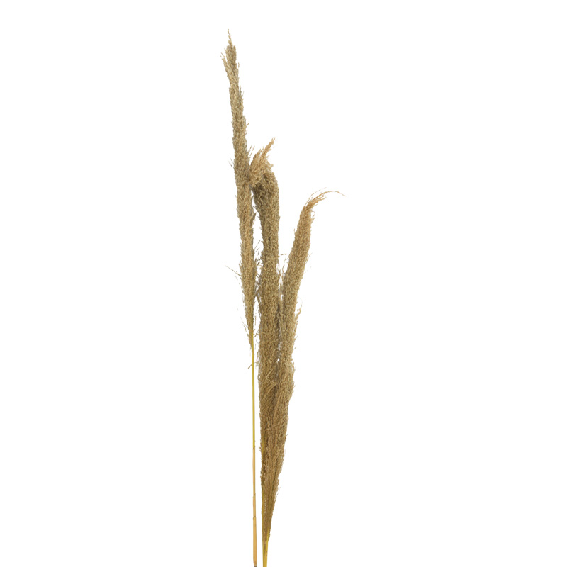 Διακοσμητικό φυτό pampas Beroun Inart σετ των 3τεμ σε φυσική απόχρωση Υ140εκ
