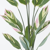 Διακοσμητικό φυτό σε γλάστρα Aglaonema Inart πράσινο Φ80x150εκ