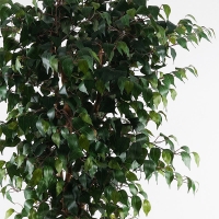 Διακοσμητικό φυτό σε γλάστρα Banyan Inart πράσινο Φ95x180εκ