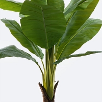 Διακοσμητικό φυτό σε γλάστρα Musa Inart πράσινο Φ105x180εκ